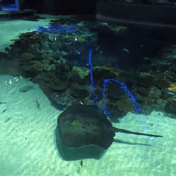 A ray swimming in an aquarium.