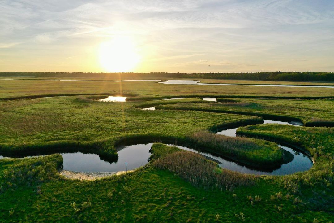 a wide shot of a marshland at sunset