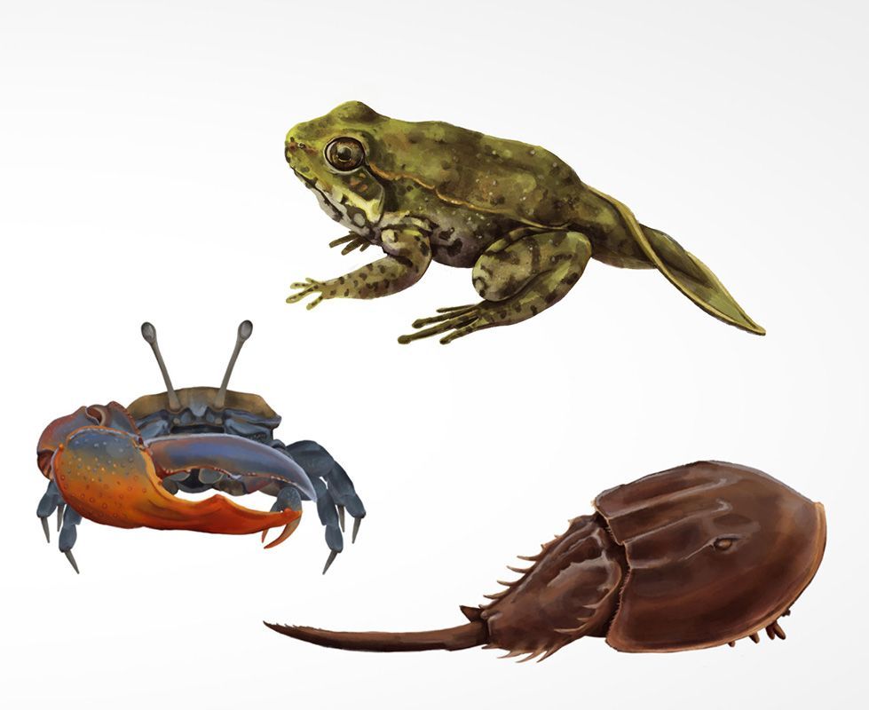 A set of different animals on a white background.